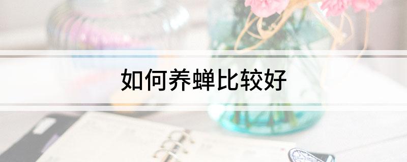 如何养蝉比较好(图1)