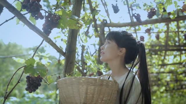 无法复制的她！李子柒归来｜面孔(图7)