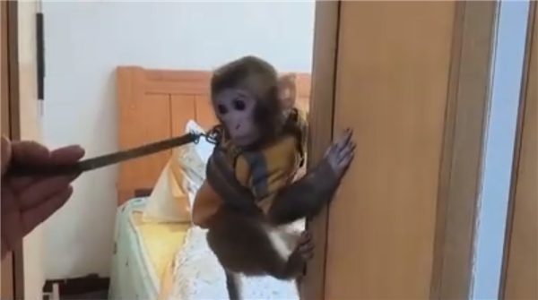 女子救下猕猴养半年自然资源局：涉嫌违法(图1)