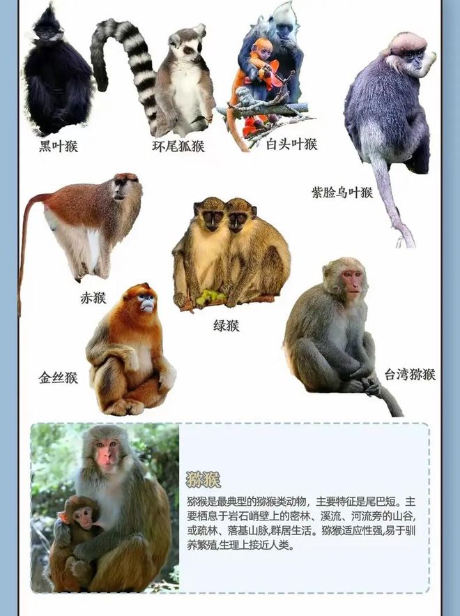 猴子为什么不能当宠物养(图1)