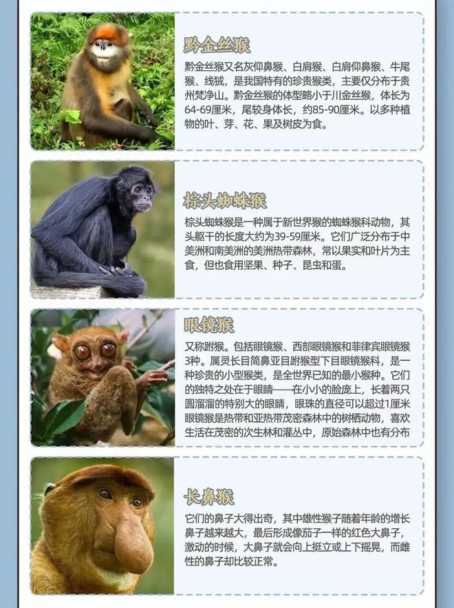 猴子为什么不能当宠物养(图3)