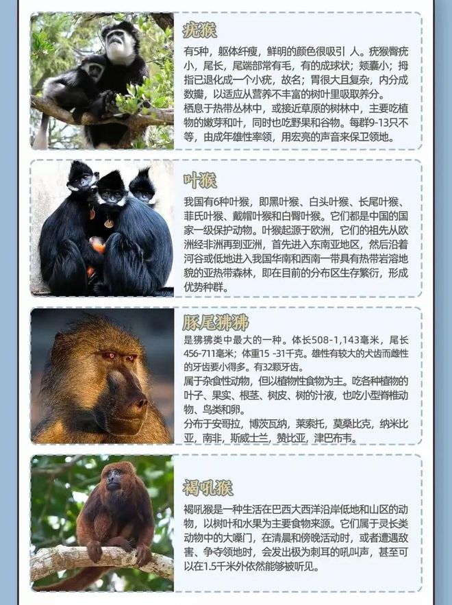 猴子为什么不能当宠物养(图2)