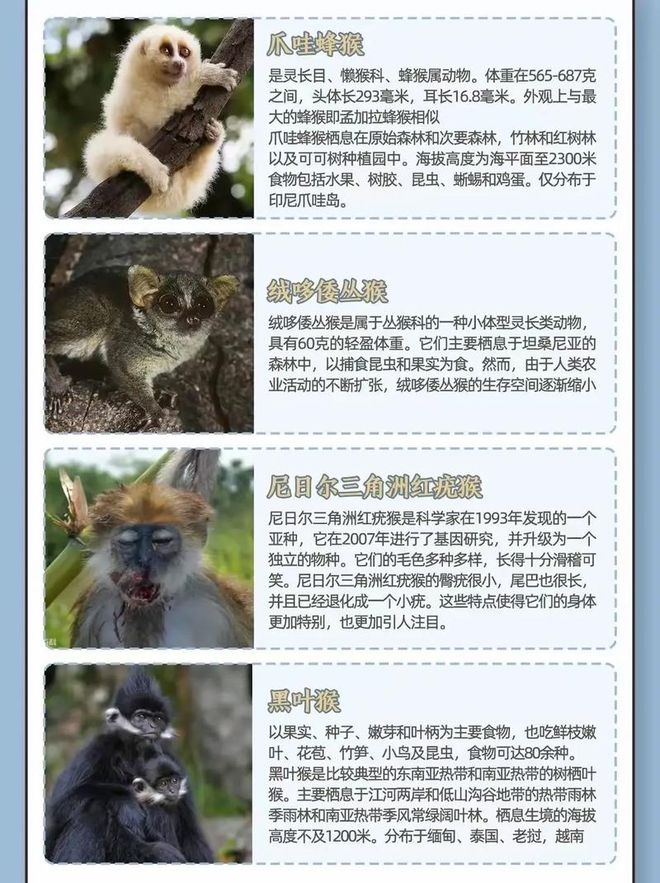 猴子为什么不能当宠物养(图5)