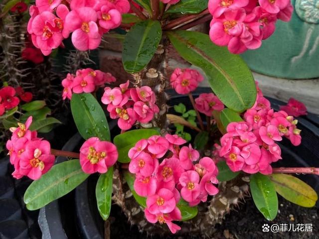 养过最“好”的10种花又美又好养(图1)