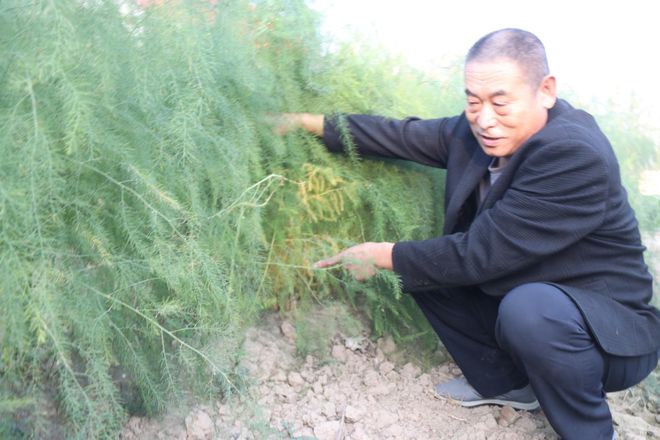 高法滨的芦笋致富路：黄河滩的绿色耕耘(图1)