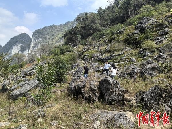 科技“绿动”喀斯特科研团队扎根西南三十载打造生态与经济双赢样本(图1)