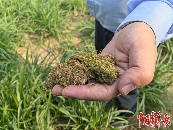 科技“绿动”喀斯特科研团队扎根西南三十载打造生态与经济双赢样本(图2)