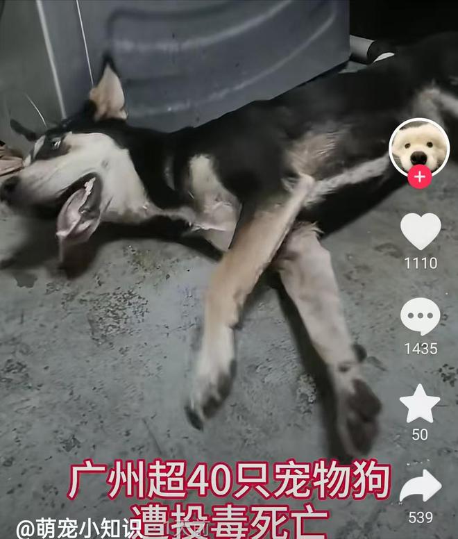 广州番禺男子在河边遛狗区下毒引群众怒骂下毒者为何抓不完(图7)
