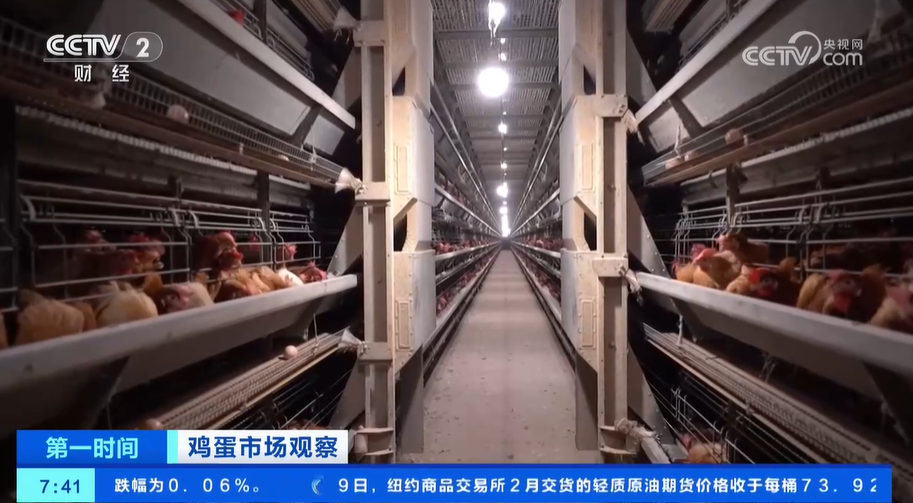 鸡蛋消费进入旺季蛋鸡养殖效益处于高水平养殖户积极扩栏(图2)