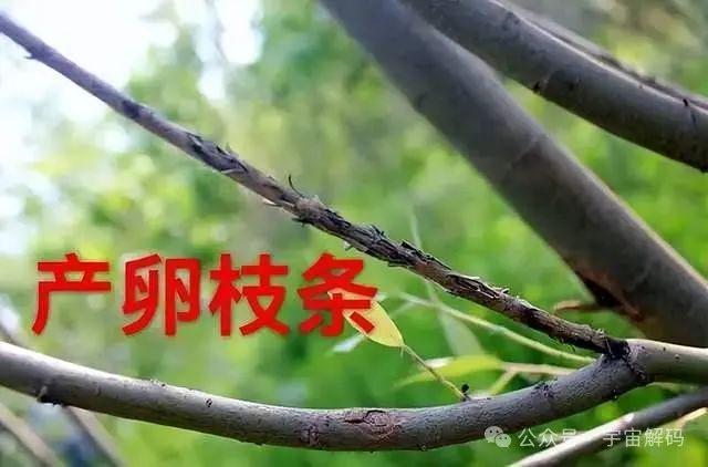 蝉是怎么繁殖的？什么树上的蝉卵多？(图8)
