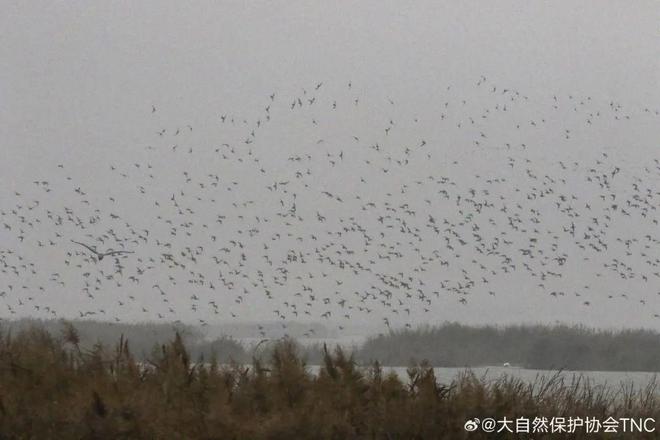 世界湿地日保护湿地以自然之道应对气候危机(图7)