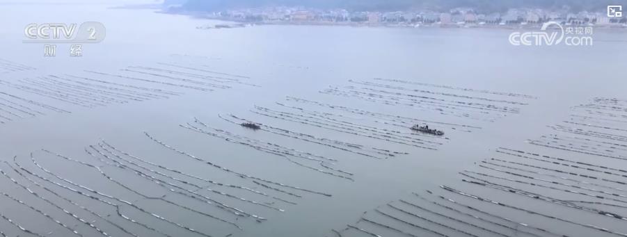 海产养殖步入收获季海上牧场喜迎丰年盛景(图1)