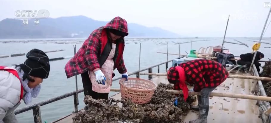 海产养殖步入收获季海上牧场喜迎丰年盛景(图2)