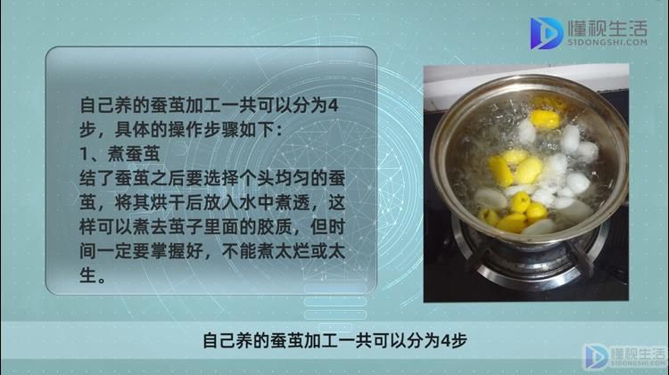 家庭养蚕的方法和注意事项。(图1)