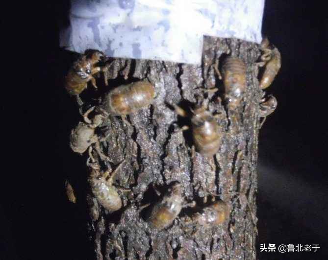 知了猴一只能卖几块钱可以人工养殖知了猴吗？如何养殖？(图2)