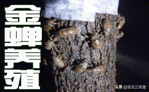知了猴一只能卖几块钱可以人工养殖知了猴吗？如何养殖？(图9)