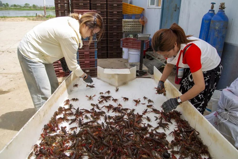 黄陂头茬小龙虾开炫日供8000斤快来尝鲜(图2)
