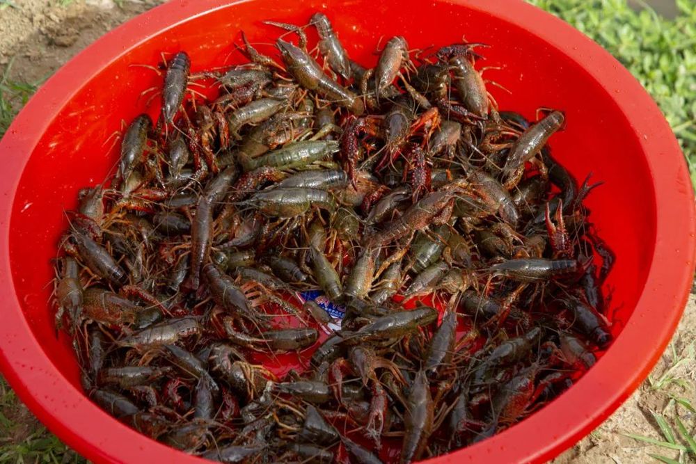 黄陂头茬小龙虾开炫日供8000斤快来尝鲜(图5)