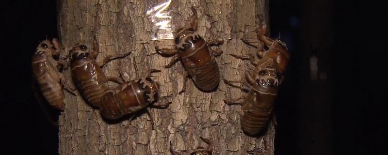 养殖金蝉多久能收获种下去到收获要3年左右(图1)