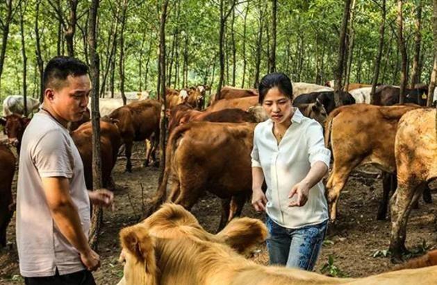 两会之后为何全网都在质疑全国人大代表赵昭回乡养牛创业？(图10)