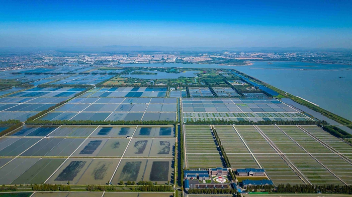 蟹乡高淳探“春耕”(图3)