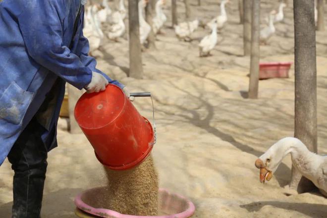 洋湖乡：立体循环种养激活“绿色粮库”新动能林下经济探索生态富民新路径(图3)