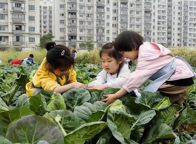 近三年幼儿园人数持续下滑：22年4628万23年4093万24年真意外(图14)