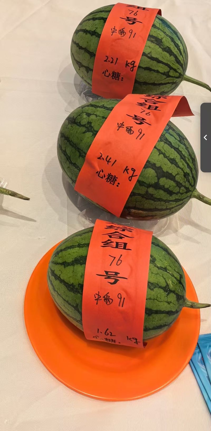 近200斤“瓜王”刷新历史纪录背后有哪些种植密码？(图3)