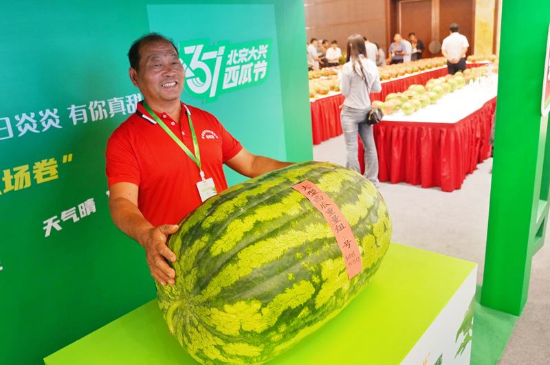 近200斤“瓜王”刷新历史纪录背后有哪些种植密码？(图1)