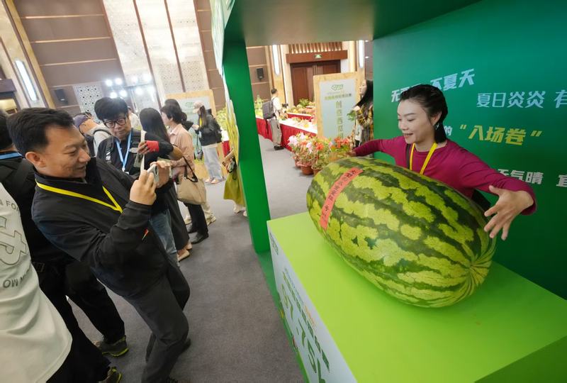 近200斤“瓜王”刷新历史纪录背后有哪些种植密码？(图2)