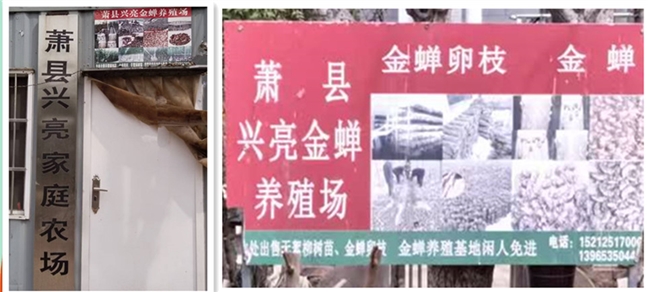 黄河故道新农新貌----记农民企业家袁兴丽(图1)
