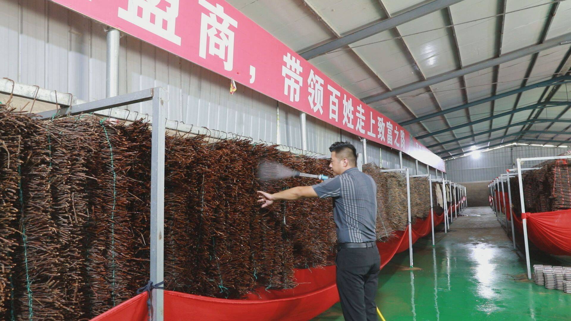 单县莱河镇：金蝉特色养殖拓宽群众增收致富路(图1)