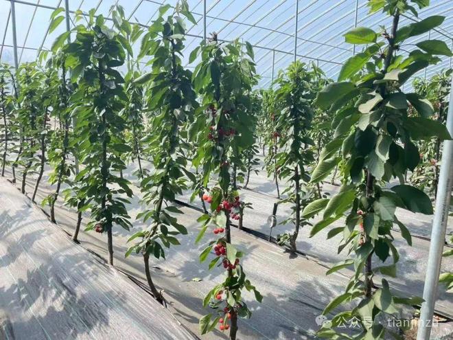 假日就来这！天津这里宝藏农场+1(图3)