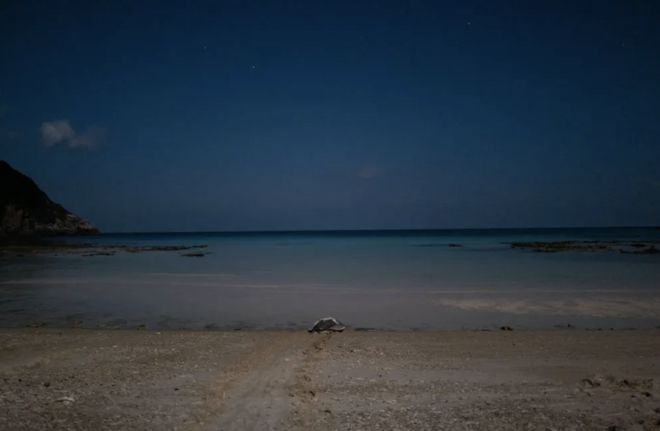 招募·马来西亚｜海龟夜巡×国际证书这个夏天到被政府封闭20年的神秘小岛做志愿者！(图27)