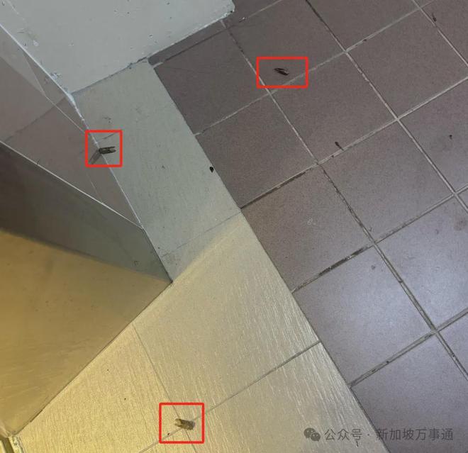 新加坡网友哭诉：组屋区蝉鸣不断每晚失眠、孩子受惊拒不上学(图5)