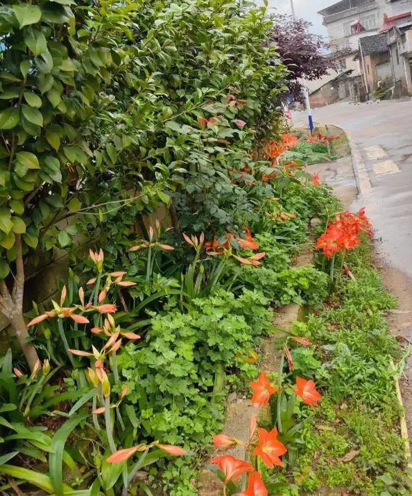 四川大姨养的朱顶红开成了一大片别再说土朱开花丑了！(图5)