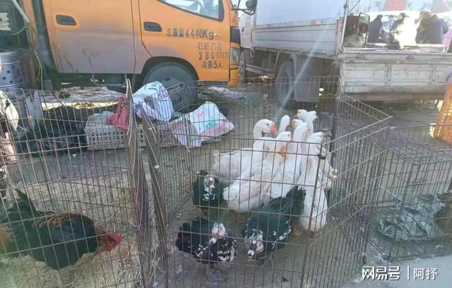 鹅蛋价格反常跳水端午市场暗藏啥猫腻？(图2)