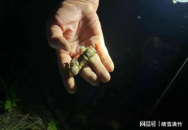 未来几天萧山抓知了猴别大意！这些风险和讲究得记牢(图3)
