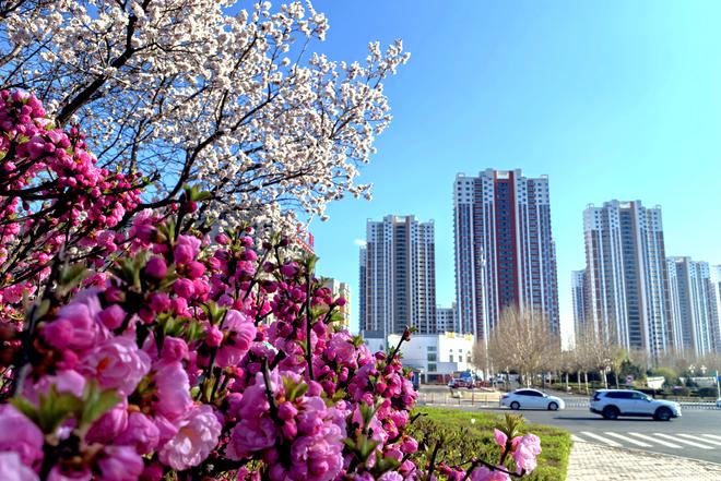 繁花似锦扮靓鹤城(图1)