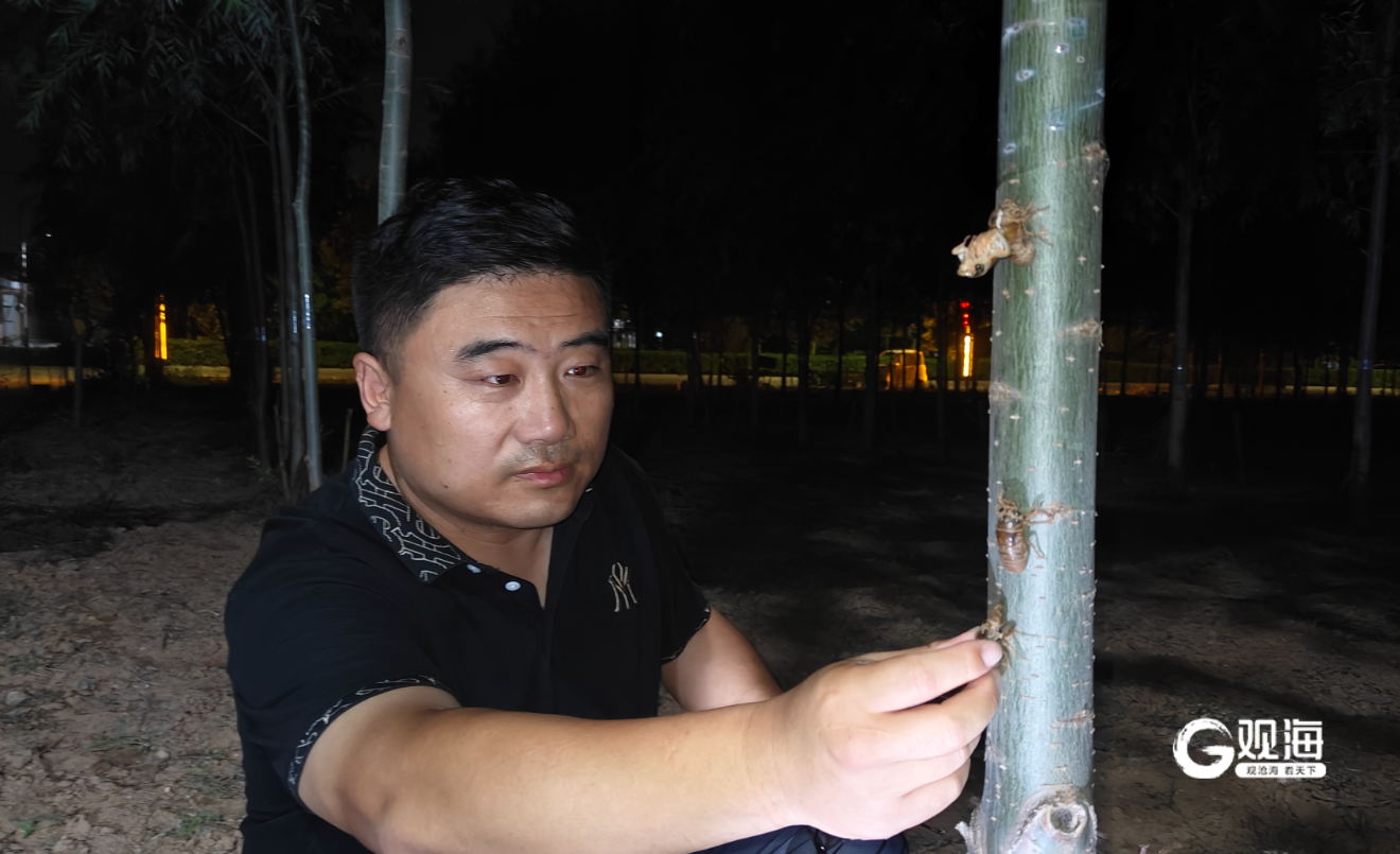小“蝉”业种出大“钱景”！胶州市金蝉养殖效益可观一亩地可卖15万元左右(图2)