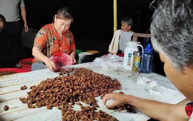 济宁有个村的金蝉卖疯了！一年400万！(图1)