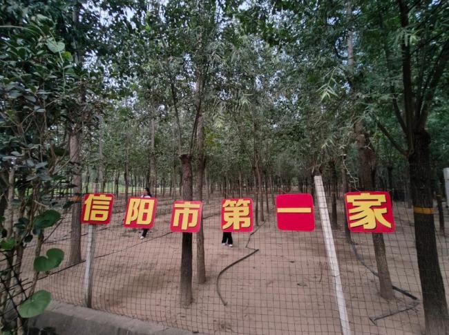 男子养蝉一晚最多收获13000只全家齐上阵捉蝉忙(图2)