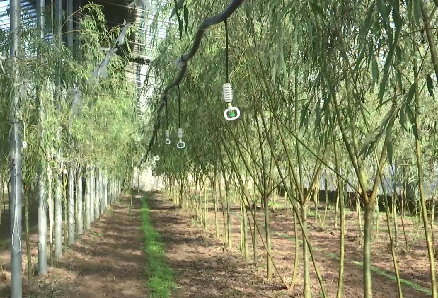潍坊高密：金蝉养殖“种”出林下经济新“钱”景(图2)