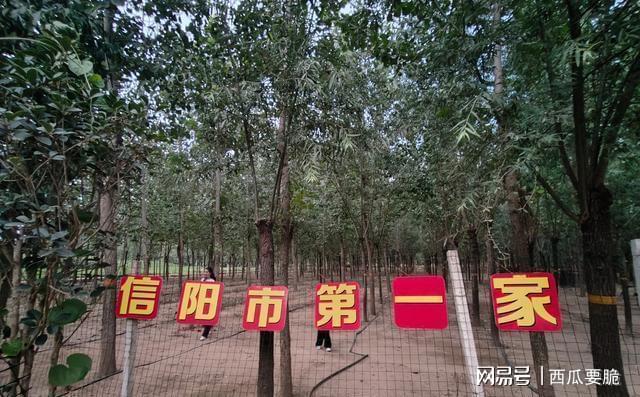 固始男子养蝉十年带动900户一晚抓上万只金蝉致富(图1)