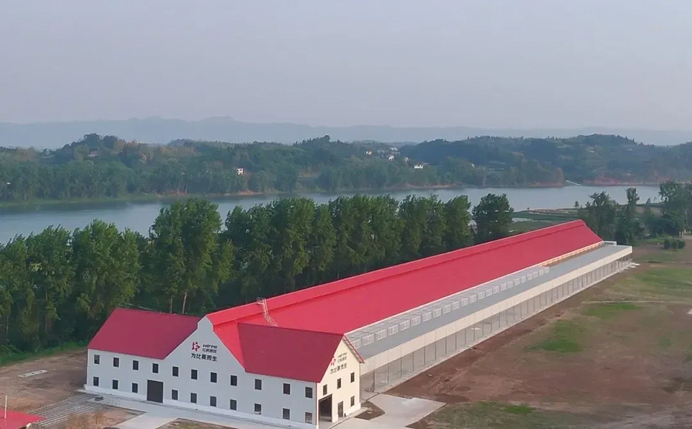 自贡富顺县：西南最大赛鸽养训基地落地营商环境助力产业腾飞(图2)