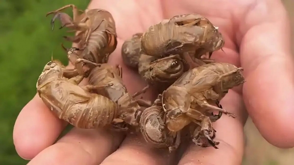 女生用国外知了猴泛滥钓爸爸没想到爸爸大半夜就要去抓(图2)