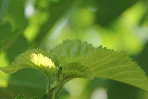 养蚕技术：养蚕的过程中怎样防止蚕中毒(图1)