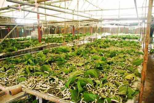 养蚕技术：养蚕的过程中怎样防止蚕中毒(图3)