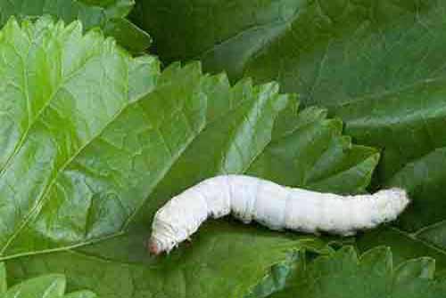 养蚕技术：养蚕的过程中怎样防止蚕中毒(图2)