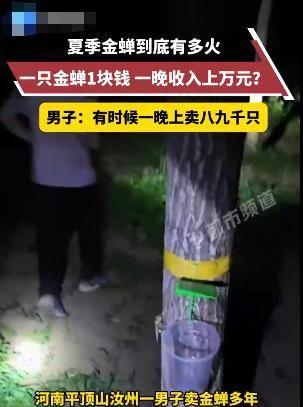 445元一斤！有人一晚抓700只在北方随处可见！一晚能赚上万(图4)